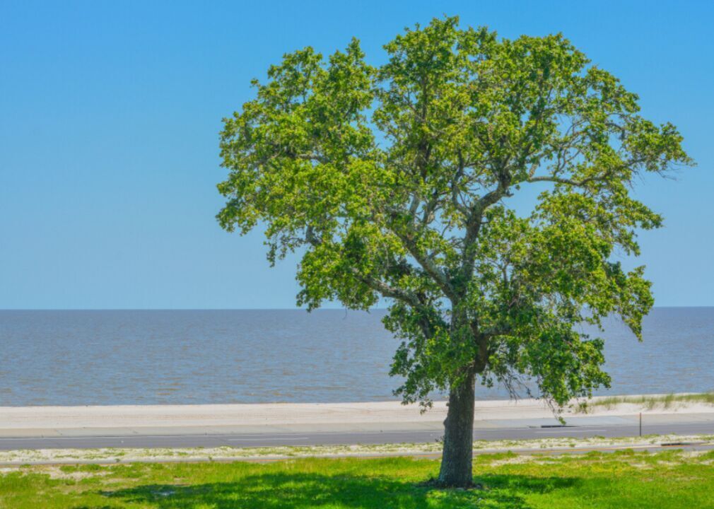 Answer: Tree #15